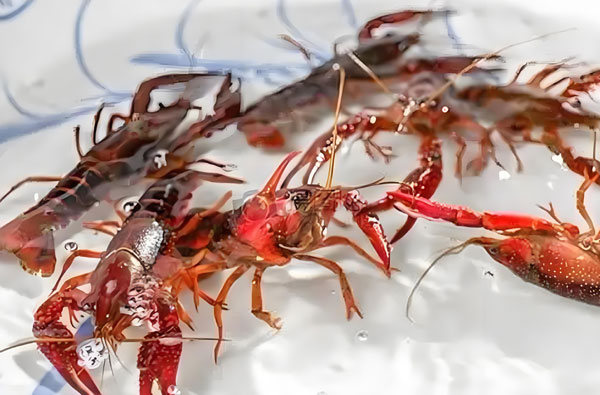 小龍蝦工廠化循環(huán)水養(yǎng)殖的要點(diǎn)分析