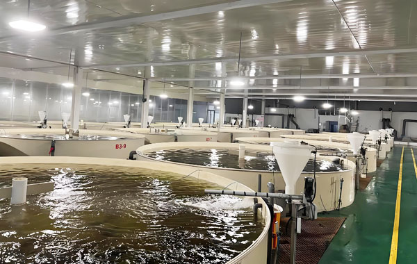 工廠化循環(huán)水養(yǎng)殖：引領(lǐng)漁業(yè)生產(chǎn)邁向可持續(xù)新時(shí)代