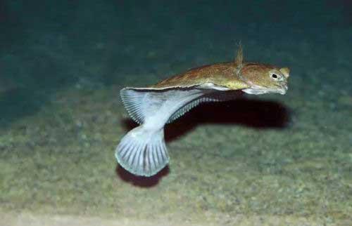 大菱鲆（多寶魚）循環水系統建設方案