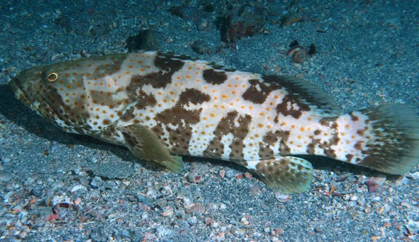 秋冬季如何有效預防池塘石斑魚大量死亡?