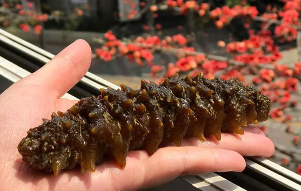 刺參工廠化循環水養殖系統設計方案