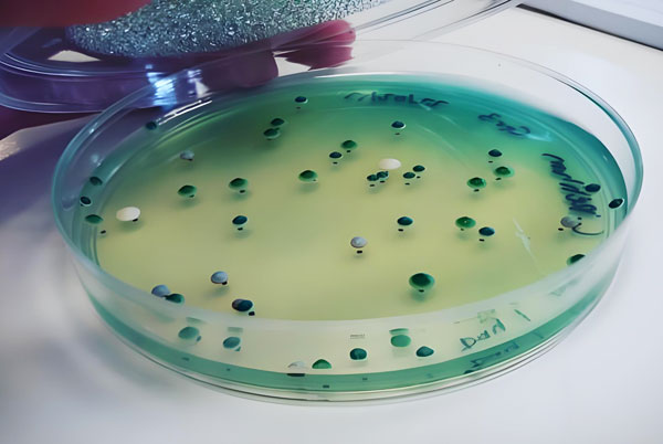 工廠化水產養殖：如何合理使用光合細菌？
