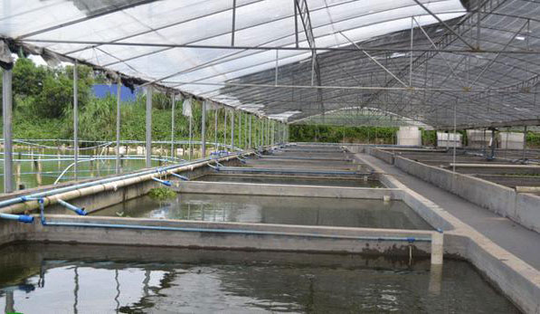 工廠化水產養殖：哪些因素會影響到氨氮、亞鹽的產生？