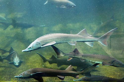 鱘魚采用工廠化循環水養殖模式靠譜嗎？