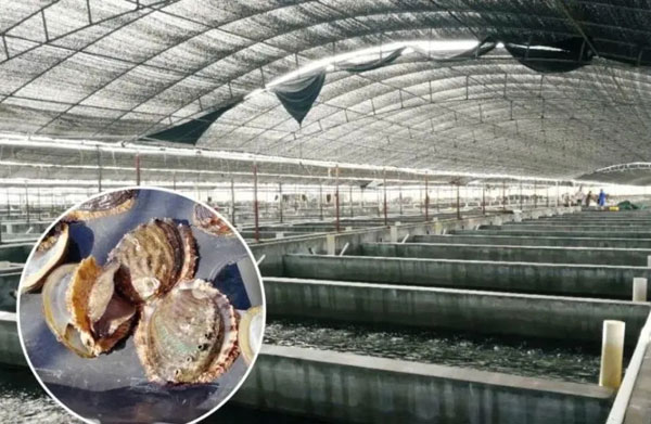 鮑魚工廠化循環水養殖