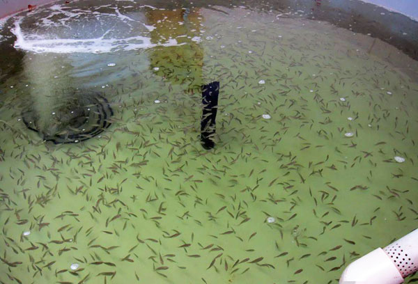 封閉式工廠化循環水養殖系統