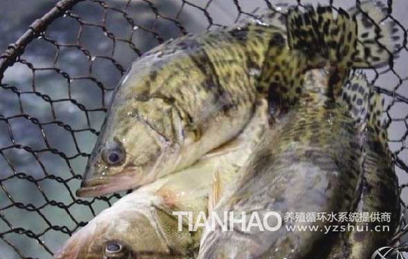 鱖魚工廠化養(yǎng)殖循環(huán)水系統(tǒng)設(shè)計(jì)方案