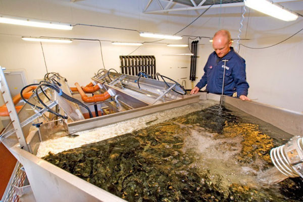 工廠化循環水養殖