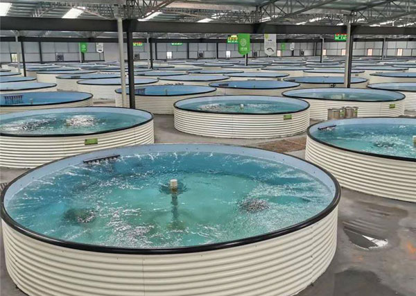 工廠化循環水養殖