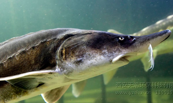 鱘魚工廠化循環水養殖技術