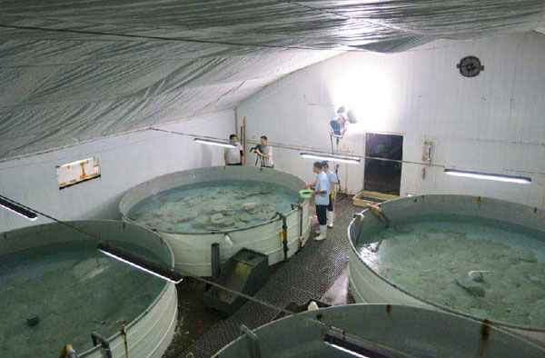 工廠化循環水養殖